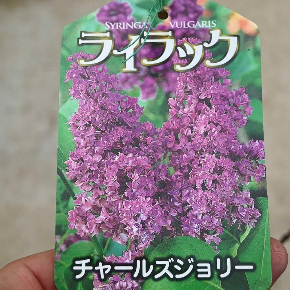 ライラック苗 000000003548-04-l.jpg?t=